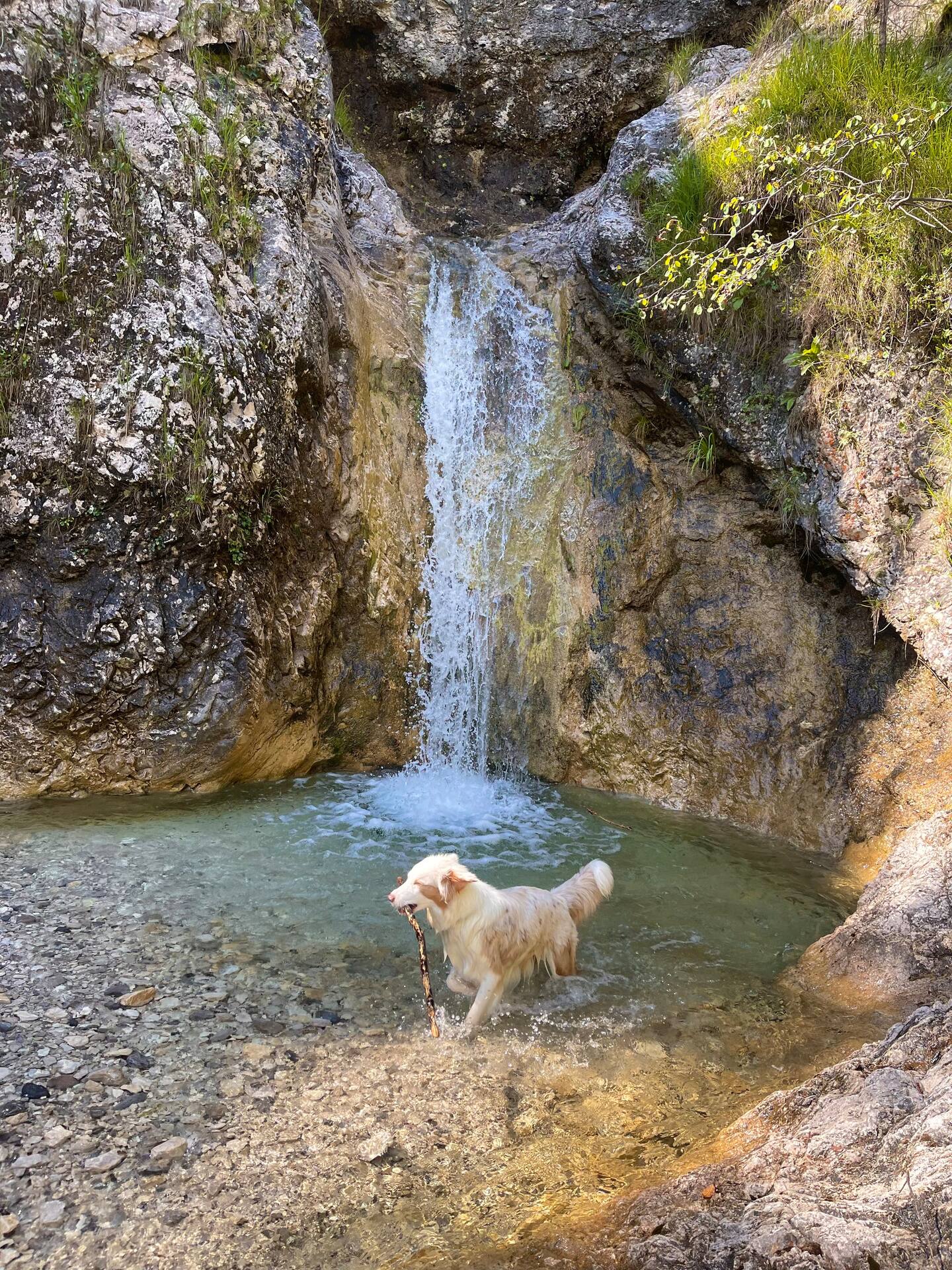 Happy dogs playing in the river