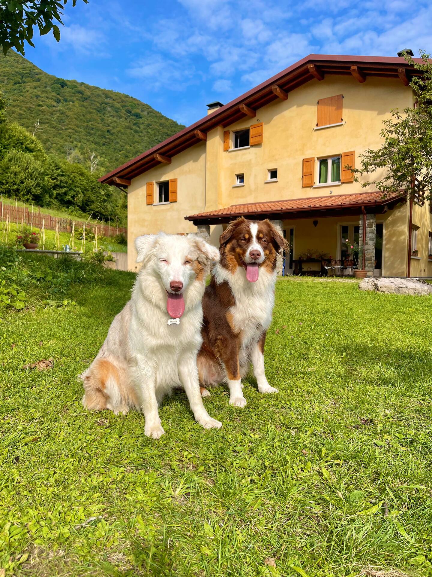 Happy dogs playing in our open spaces